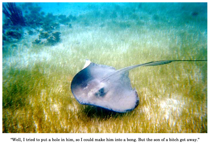 sting ray vs steve irwin