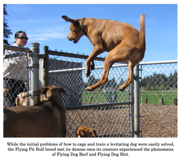 flying pit bull