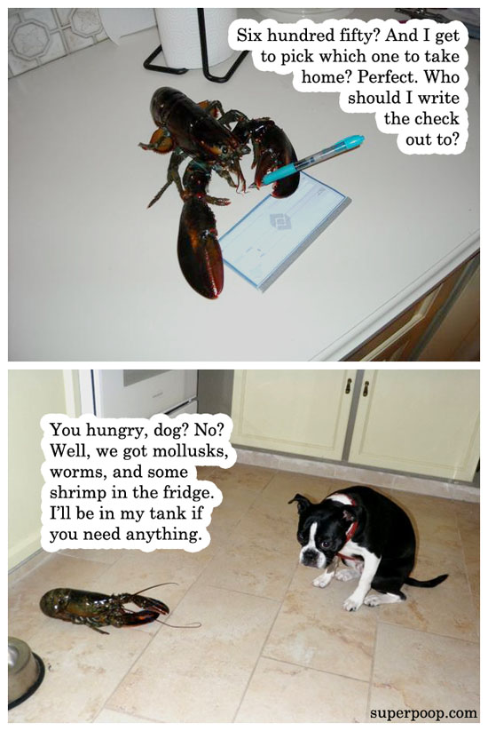 lobster pet