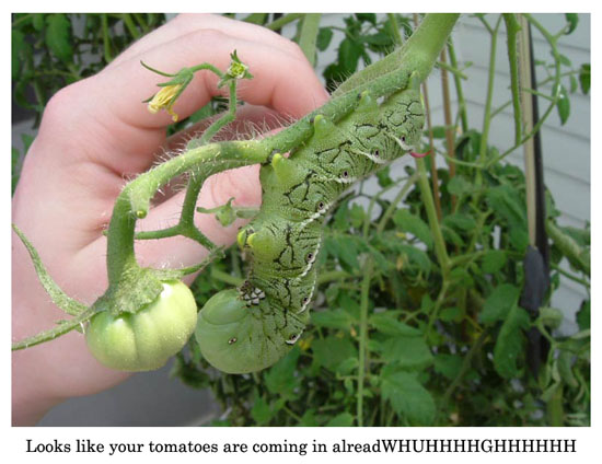 tomato garden
