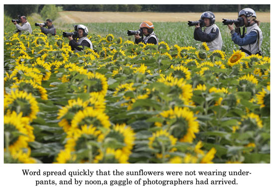 sunflowers