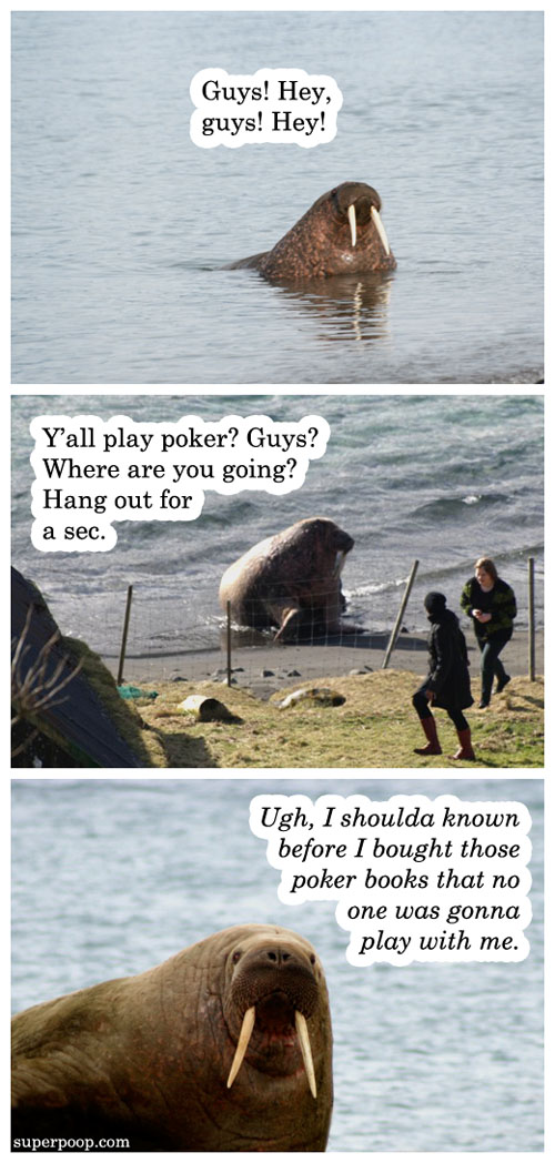 walrus-hey-guys.jpg