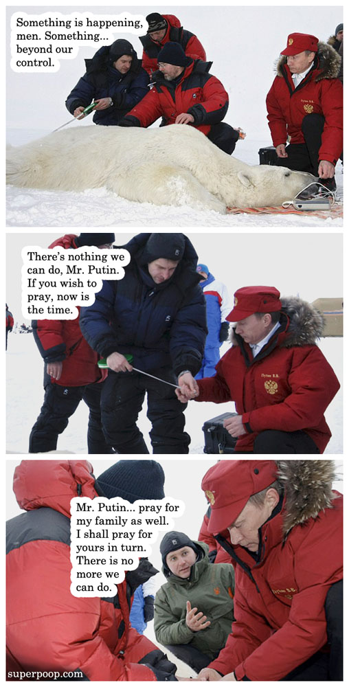 the polar bear is found