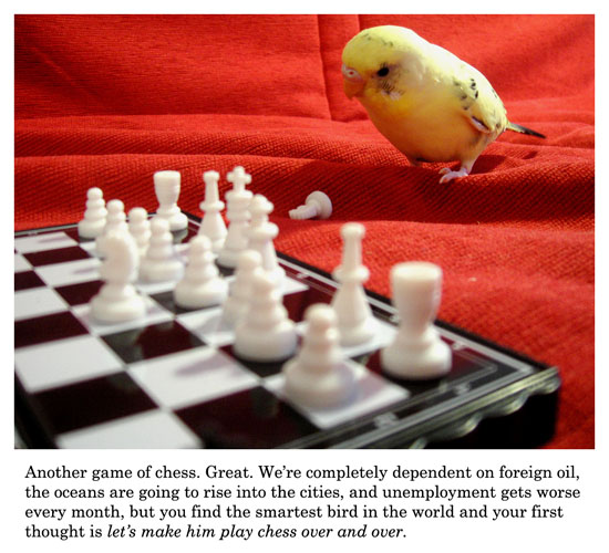 smartest bird in the world