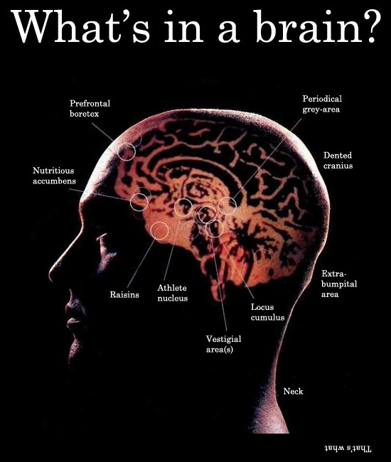 whats in a brain