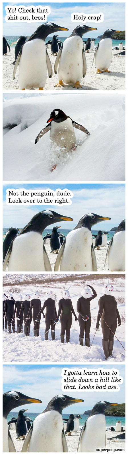 how to impress a penguin