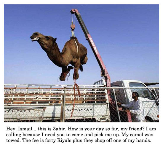 camel was towed