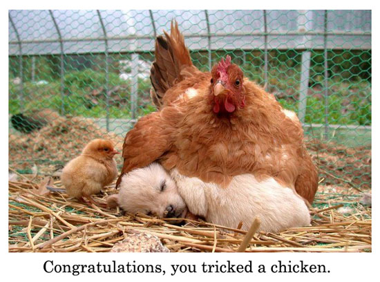 tricked a chicken